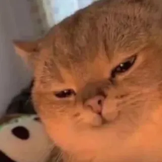 🙃 cat, funny, meme, pet, cute, animal telegram sticker