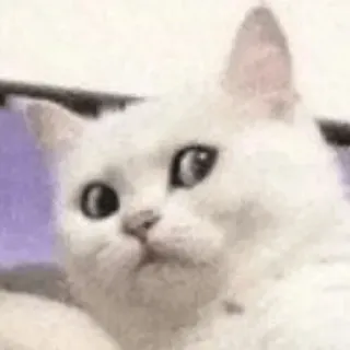 😑 cat, feline, confused, reaction, meme, funny, white cat, pet whatsapp sticker