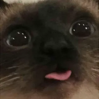 😝 gato, animal, mascota, siames, lindo, lengua telegram sticker