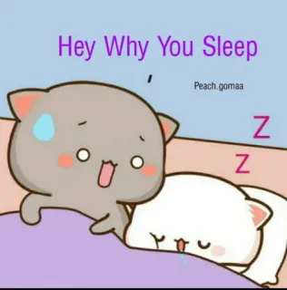 😲 Hey Why You Sleep cat, sleeping, cartoon, cute, sleepy, lazy whatsapp sticker