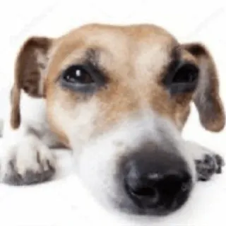 😑 dog, animal, domestic animal, pet, cute, puppy, portrait telegram sticker