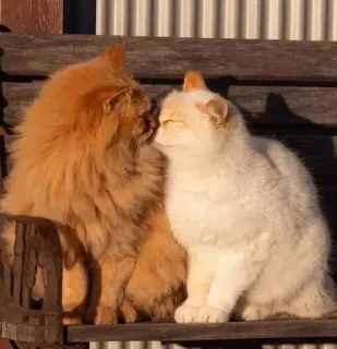 💏 gato, gatos, gatinho, animais, fofo, animais de estimação, animais domésticos telegram sticker
