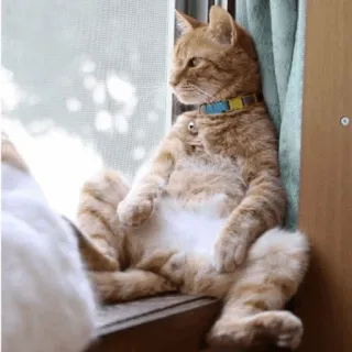 ⚡️ cat, pet, animal, sitting, window, domestic cat telegram sticker