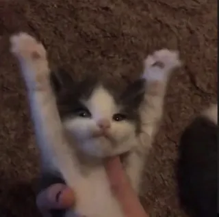 👐 котёнок, кот, милый, животное, питомец telegram sticker