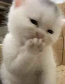 🤭 cat, kitten, cute, animal, white, mammal, pet telegram sticker