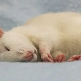 🐀 zwierzę, zwierzak, śpiący, szczur, biały, słodki telegram sticker
