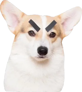 😠 Hund, Corgi, wütend, Augenbrauen, Haustier, Tier telegram sticker