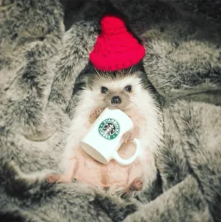 🦔 COFFEE egel, dier, koffie, starbucks, hoed, schattig telegram sticker
