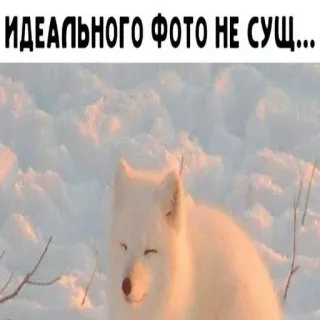 😍 ИДЕАЛЬНОГО ФОТО НЕ СУЩ... whatsapp sticker
