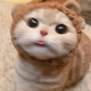 😺 gato, animal, fofo, animal de estimação, gatinho, língua, engraçado whatsapp sticker