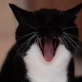 😮 cat, yawning, animal, pet, domestic cat, black and white cat whatsapp sticker