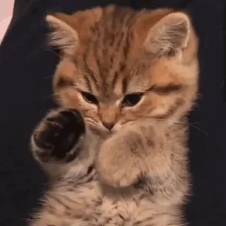 🐱 anak kucing, kucing, imut, binatang, hewan peliharaan, belang telegram sticker