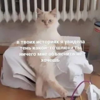 🌟 в твоих историях я увидела
тень какой-то шлюхи ты
ничего мне объяснить не
хочешь gatto, animale, gatto domestico, linguaggio offensivo telegram sticker