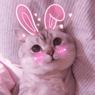 🐈‍⬛️ cat, animal, pet, bunny ears, cute, kawaii telegram sticker