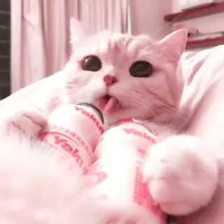 🌷 Yakult kat, Yakult, tong, schattig, roze, drankje telegram sticker