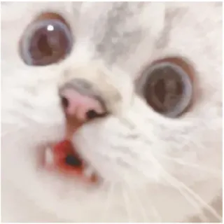 😧 gatto, animale, animale domestico, felino, carino, occhi, faccia telegram sticker
