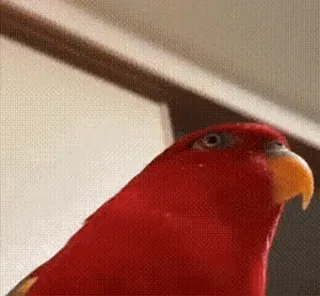 🌟 Pepe the Red Lorikeet HA no. telegram sticker