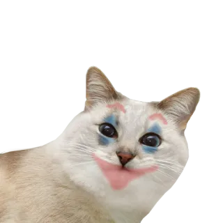 🤡 cat, makeup, clown, animal, pet, meme, funny telegram sticker
