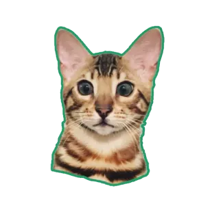 😱 gato, animal, animal de estimação, adesivo, gato doméstico, fofo, mamífero telegram sticker