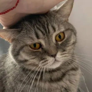 🐭 cat, pet, animal, domestic, feline, mammal, tabby whatsapp sticker