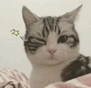 ⚡️ gato, animal, mascota, lindo, guiñando, gato doméstico telegram sticker