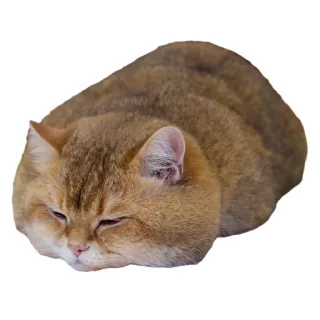 😴 cat, sleeping, animal, pet, domestic cat, feline telegram sticker