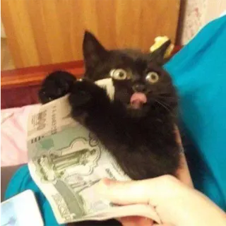 🤑 kot, pieniądze, kociak, czarny kot, ruble telegram sticker