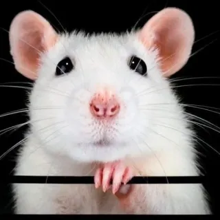 🐭 chuột, chuột trắng, động vật, thú cưng, gặm nhấm, dễ thương telegram sticker
