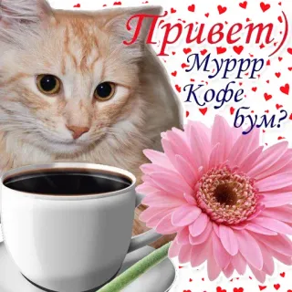✋ Привет)
Муррр
Кофе
бум? cat, coffee, flower, cute, greeting, hearts, russian telegram sticker