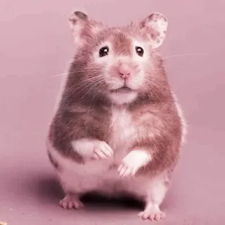 🤏 hamster, rodent, animal, pet, cute, fuzzy telegram sticker