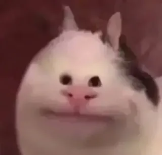 😐 cat, animal, meme, funny, cute, pet telegram sticker
