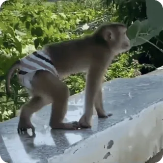 🪷 mono, animal, fauna, primate, lindo, pañal, mamífero whatsapp sticker