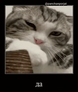 😼 да cat, animal, cute, meme, funny, pet telegram sticker