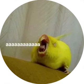 👹 aaaaaaaaaaaaaa vogel, schreeuwen, schreeuw, papegaai, dier telegram sticker