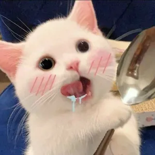 🤤 고양이, 새끼 고양이, 귀여운, 동물, 숟가락, 애완 동물, 흰 고양이 telegram sticker