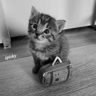 🕸 ipishy 小猫, 猫, 动物, 宠物, 可爱, 包 telegram sticker