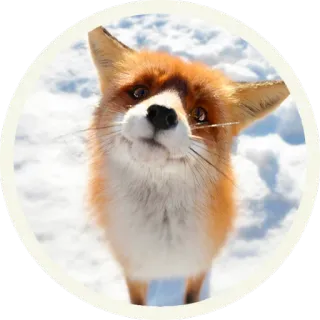 😳 vos, dier, winter, sneeuw, wildlife, zoogdier telegram sticker