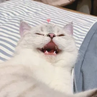 🐱 cat, kitten, cute, animal, mammal, domestic cat, pet whatsapp sticker