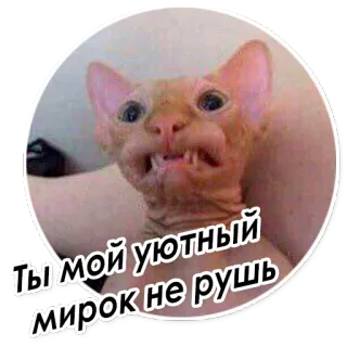 😕 Ты мой уютный мирок не рушь 고양이, 스핑크스, 털없는 고양이, 밈, 웃긴, 동물 telegram sticker