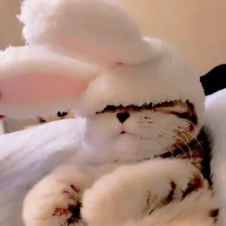 🥺 mèo, phục sinh, thỏ, dễ thương, động vật, thú cưng telegram sticker