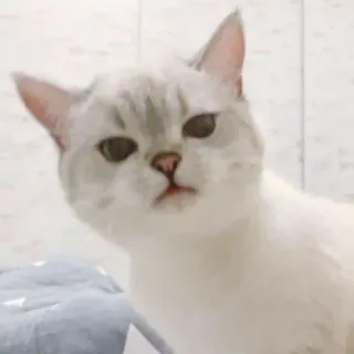 🐱 cat, animal, pet, cute, funny, meme telegram sticker