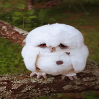 🦉 búho, pájaro, triste, lindo, animal, fauna telegram sticker