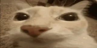 😐 Katze, Tier, Meme, Haustier, lustig, Nahaufnahme, Haustier telegram sticker