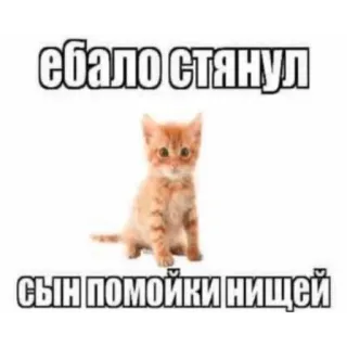 😑 ебало стянул
сын помойки нищей Katze, Kätzchen, Meme, Beleidigung, beleidigend telegram sticker