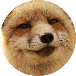 😏 лиса, животное, милый, дикая природа, наклейка whatsapp sticker