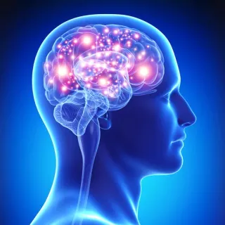🤓 สมอง, จิตใจ, สติปัญญา, ความคิด, ประสาทวิทยา, วิทยาศาสตร์, มนุษย์, กายวิภาคศาสตร์ telegram sticker