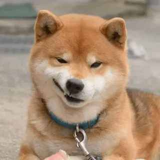🐕 perro, shiba inu, mascota, animal, lindo, meme whatsapp sticker