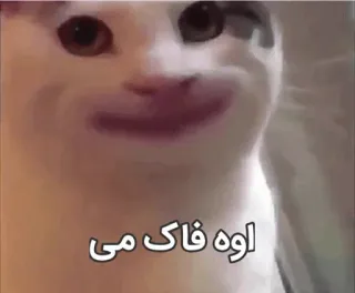 😐 اوه فاک می cat, meme, funny, persian telegram sticker
