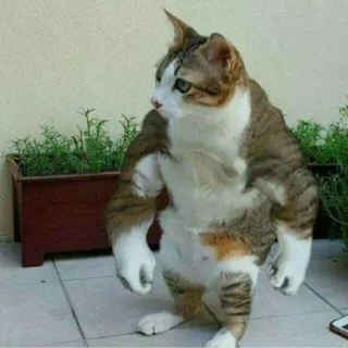 💪 cat, muscular, animal, funny, meme, buff telegram sticker