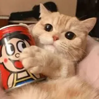 😺 gato, fofo, animal, animal de estimação, kawaii whatsapp sticker